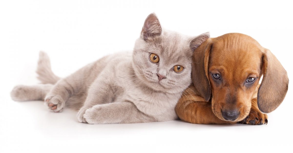 Dog and cat registration due for renewal City of Mount Gambier