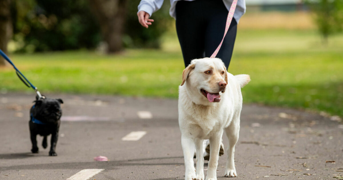 Dog and Cat Management Plan Approved | City of Mount Gambier