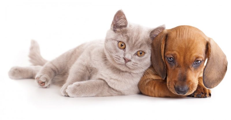 仲條正義「IS IT MOUNTAIN CAT OR MOUNTAIN DOG」 仲條正義「IS IT MOUNTAIN CAT OR MOUNTAIN DOG」 Page 21 | Dog