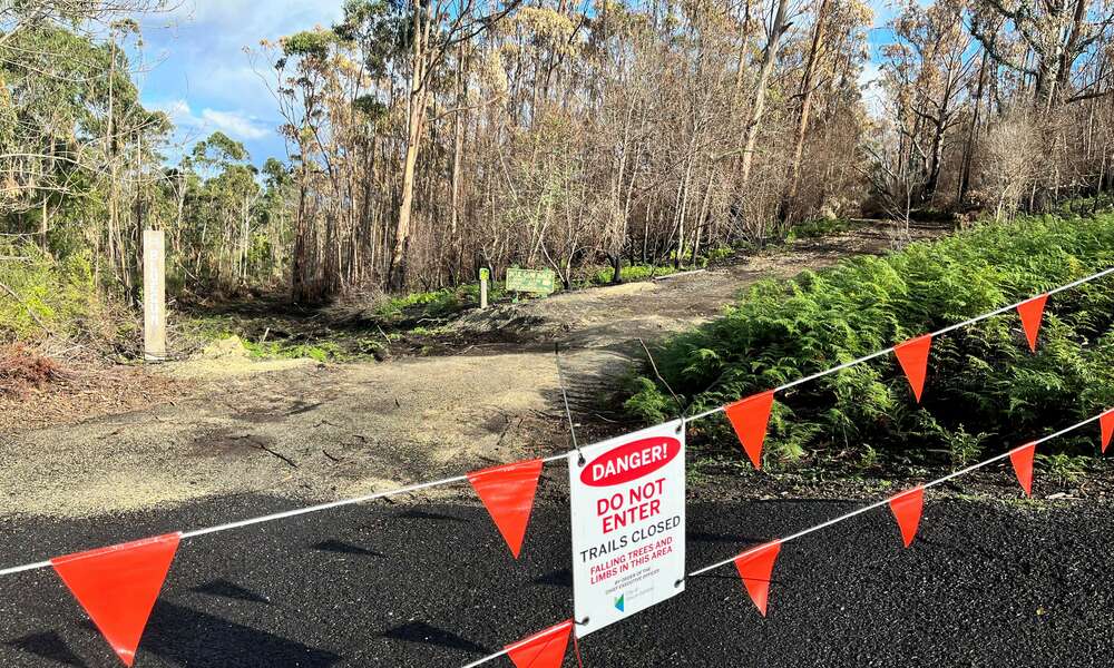 Works to remove fire affected trees within the blue gum trails commenced this week, and this area remains closed.
