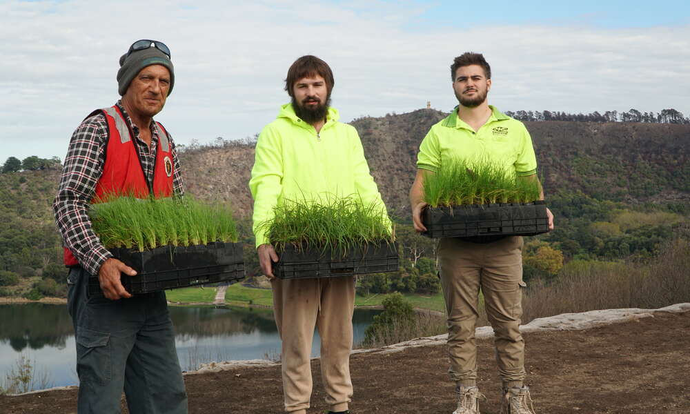 Aboriginal Elder, Southern Ground representative and Director of Burrandies Aboriginal Corporation Uncle Doug Nicholls, Burrandies Aboriginal Corporation labour hire team members Jayden Watson and Emayah Young with seedlings propagated by local plant and seed nursery Southern Ground.