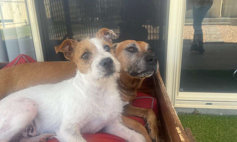 Hector has found a forever home with his new best friend Matilda.