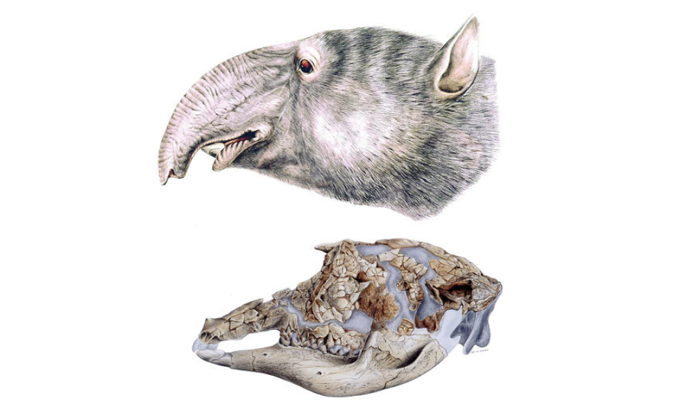 Palorchestes Panei Skull Rendering.