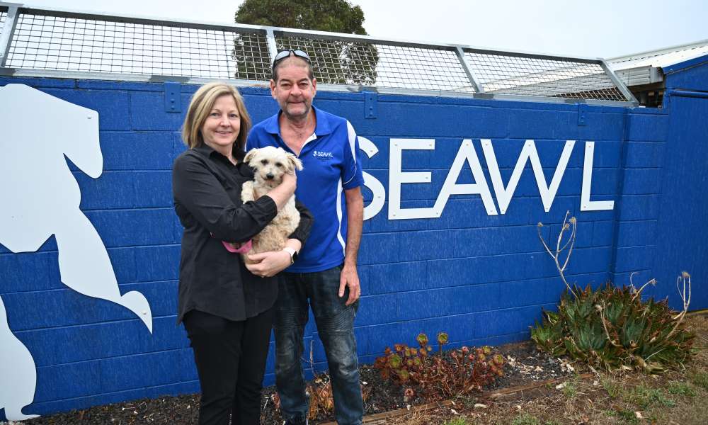 City of Mount Gambier General Manager Corporate and Regulatory Services Jane Fetherstonhaugh and South East Animal Welfare League President Trevor Twilley with Gemma a 12.5 year old Bichon Frise impounded by Council and rehomed through SEAWL.