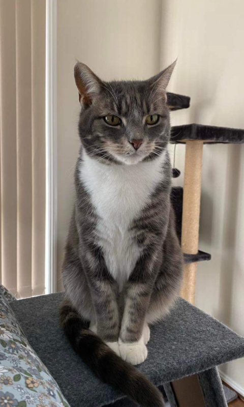 Following community feedback, Council is proposing to the introduce a new Cats By-Law.