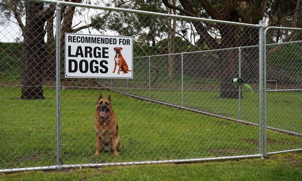 German Shepherd Romeo enjoys the new temporary fenced dog exercise area at Blue Lake Sports Park.