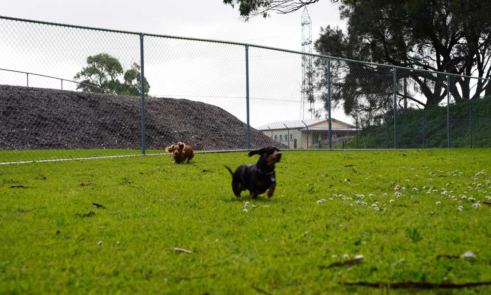 Dachshunds Frankie and Rosie at the new temporary fenced dog exercise area at Blue Lake Sports Park.