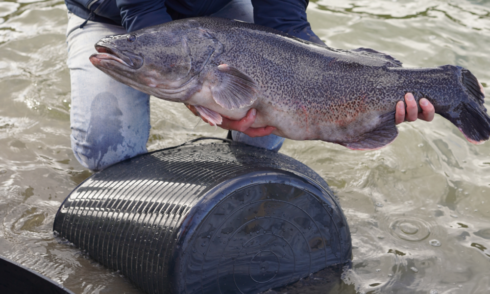 Murray Cod at the Valley Lake/Ketla Malpi.