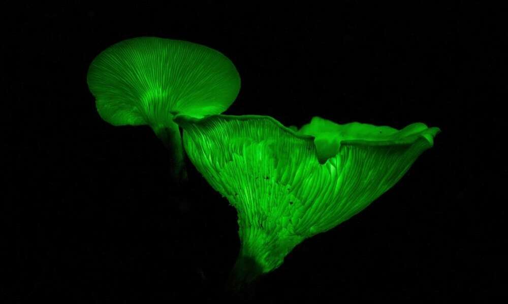 Ghost Mushroom (photo courtesy of Foresty SA)