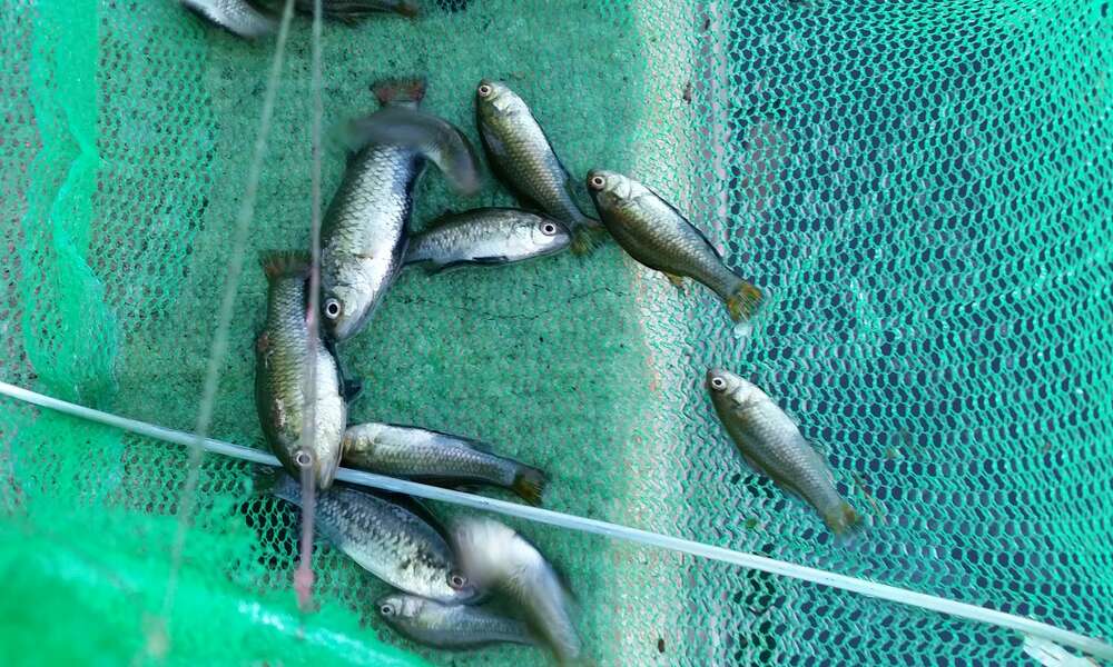 Pygmy Perch thriving at the Railway Lands.